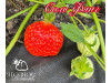 Клубника китайская Соль Фянг Зимняя свежесть саженцы