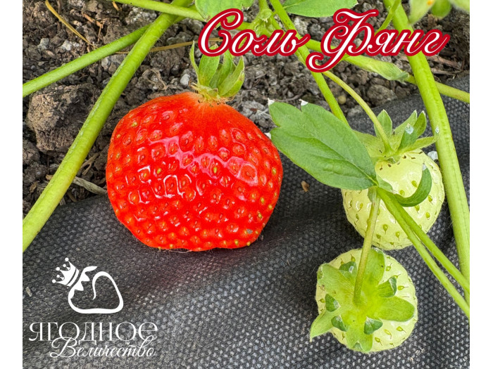 Клубника китайская Соль Фянг Зимняя свежесть саженцы