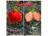 Клубника китайская Соль Фянг Зимняя свежесть саженцы