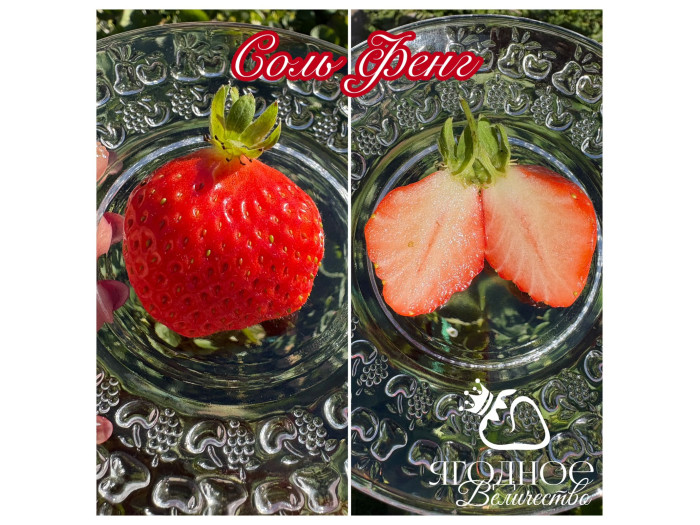 Клубника китайская Соль Фянг Зимняя свежесть саженцы